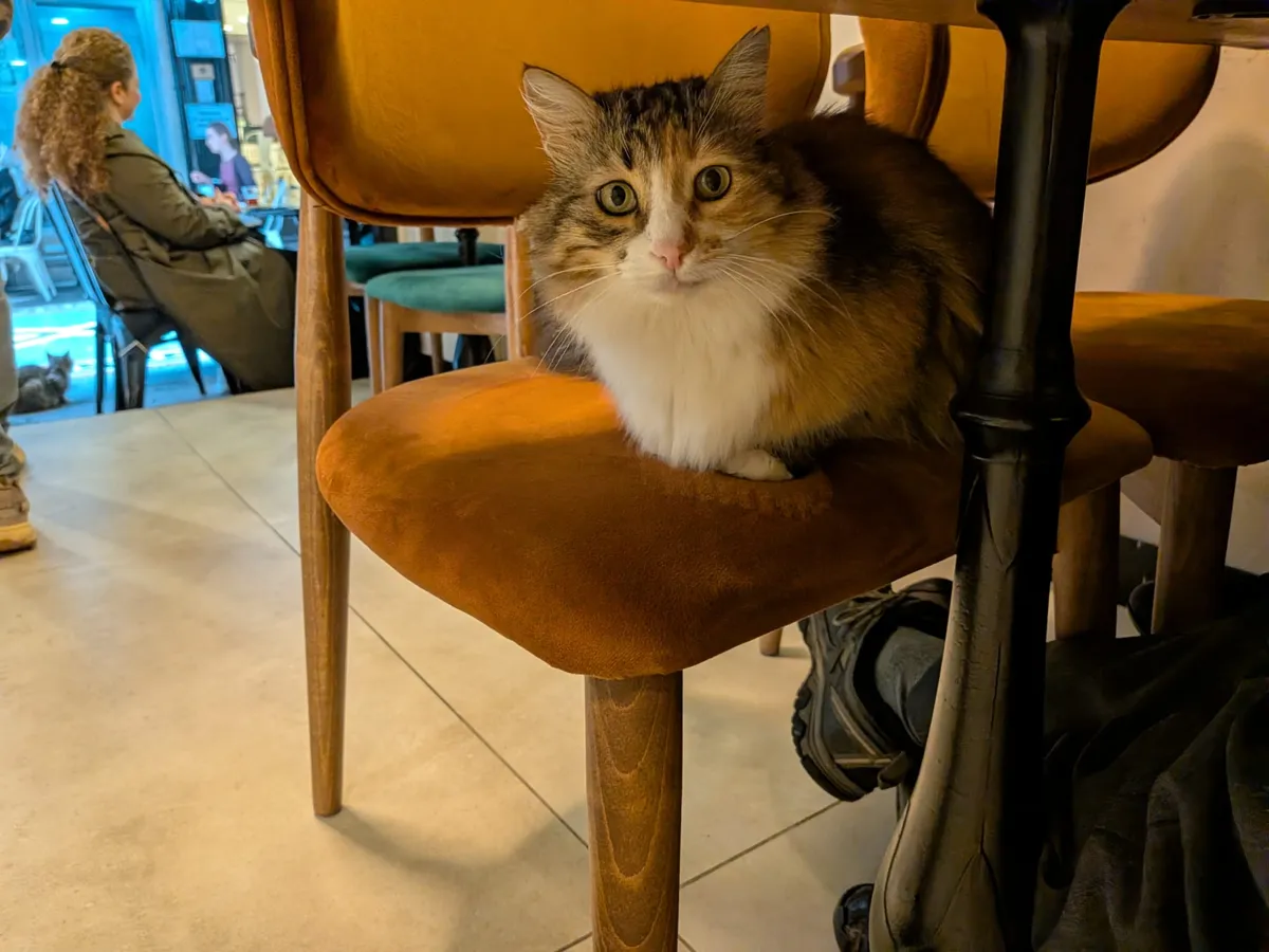 A fluffy tabby and white cat resting on a velvet chair in a café
